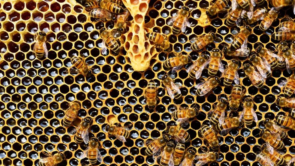Quels sont les bienfaits de la propolis ?