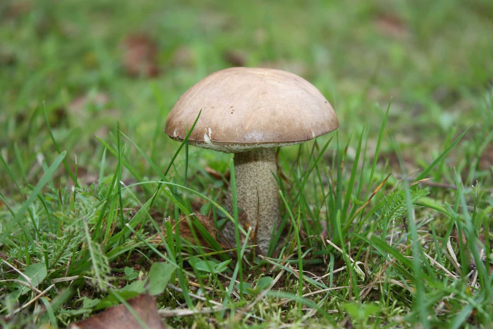 Champignon blanc : quel est le nom des champignons blancs ?